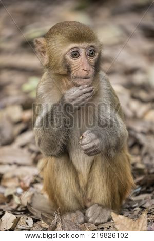 The Rhesus Macaque Macaca mulatta is one of the best-known species of Old World monkeys. Rhesus Macaques inhabit a great variety of habitats from grasslands to arid and forested areas. Native to northern India Bangladesh Pakistan Nepal Burma Thailand Afgh