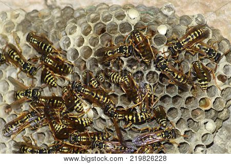 Wasp nest with wasps sitting on it. Wasps polist. The nest of a family of wasps which is taken a close-up.