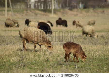 Sheep in the pasture. Grazing sheep herd in the spring field near the village. Sheep of different breeds.