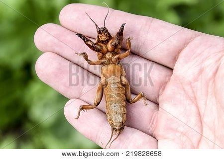 Gryllotalpa gryllotalpa On the palm of a person. Pest of garden plantations