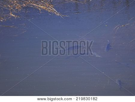 top view of fishes swimming in shallow river with