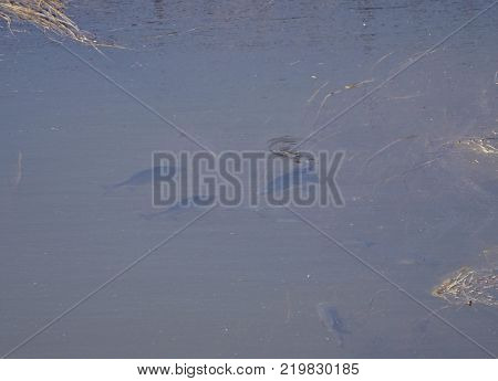 view top view of fishes swimming in shallow river with
