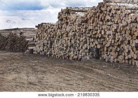 with Forest on Background Trunks of trees cut and stacked in the foreground green forest in the background