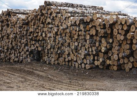 Wooden Logs with Forest on Background Trunks of trees cut and stacked in the foreground green forest in the background