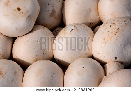 Photo Picture of  Fresh White Mushroom Food Texture Background