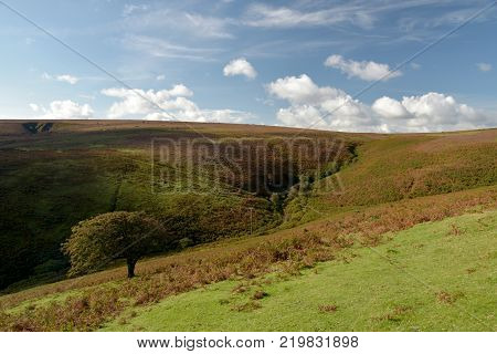 Open expanses of heather and gorse moorland above Doone Valley near Malmsmead, Exmoor, North Devon