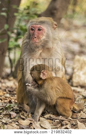 The Rhesus Macaque Macaca mulatta is one of the best-known species of Old World monkeys. Rhesus Macaques inhabit a great variety of habitats from grasslands to arid and forested areas. Native to northern India Bangladesh Pakistan Nepal Burma Thailand Afgh