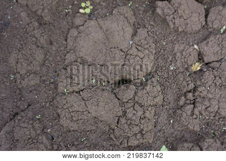 the soil is poor clay cracks of an old earth