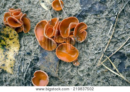 Crust Fungus - Phlebia radiata on dead tree Wrinkled