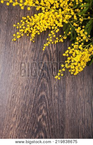 Yellow mimosa on a wooden background. Still life with beautiful flowers on holiday.