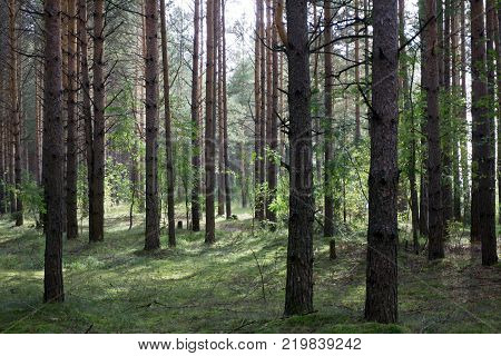 Dark forest a big truck background.  forest trees