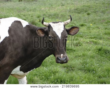 a cow and cattle on a walk  looks at the photographer