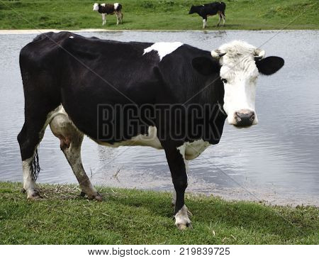 Cow with a view and cattle on a walk