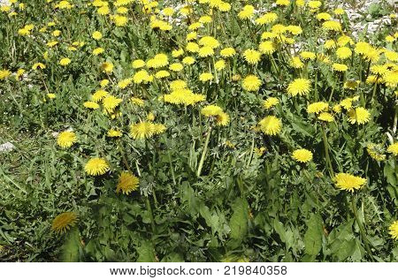 and the dark background  Yellow field of dandelions