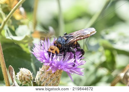 Megascolia maculata. The mammoth wasp. Scola giant wasp on a flower.