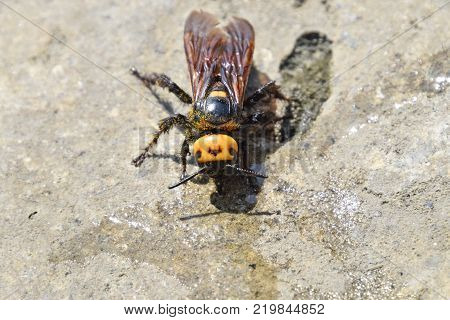 Megascolia maculata. The mammoth wasp. Wasp Scola - giant concrete to drink water from a puddle.