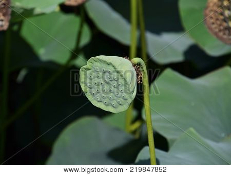Pond with lotuses. Lotuses in the growing season. Decorative plants in the pond.