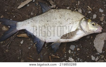 Fresh fish Rudd caught on the bait in a plastic bucket bream pike