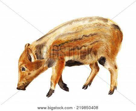 Watercolor image of baby of wild boar pig on white background