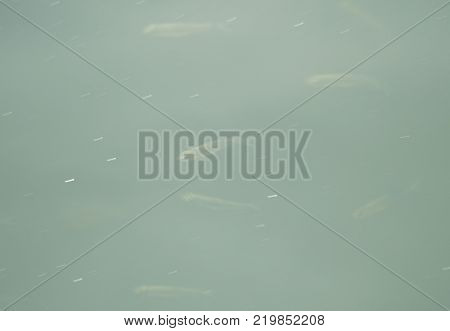 plenty of small fish in the green pool