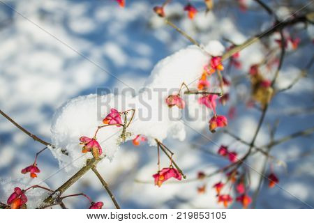 Red berries on the branch during sunset, European spindle, Euonymus europaeus with snow