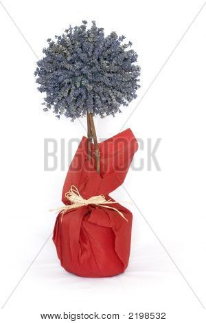 Arbre de lavande