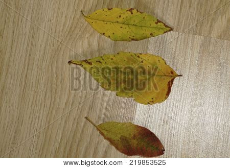 Colorful autumn leaves on cold blue water with sun reflections gold ripples. Concept of autumn has come