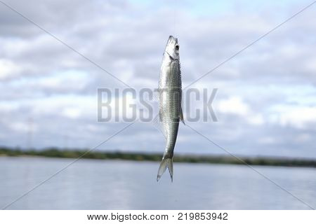 plenty of small fish in the green pool