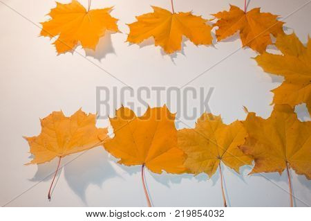 Autumn leaves falling to the ground with copy space