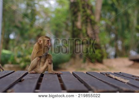 a long tail macaque monkeys in Thailand sitting on a wooden place