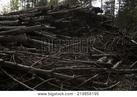 Felled pine logs piled firebreak in green