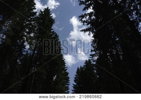 the high crowns of the trees from the bottom