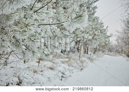 cold day in the snowy winter forest