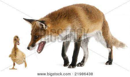 Kettu, Vulpes vulpes, 4-vuotias, leikkii kotimaan ankanpoikanen edessä valkoisella taustalla