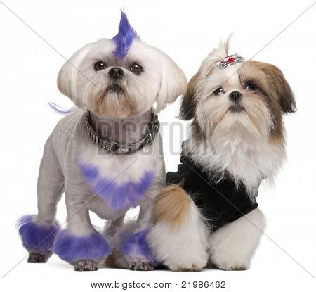 Shih Tzu, 2 anni, Shih Tzu cucciolo di 5 mesi di vita, davanti a sfondo bianco