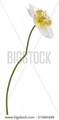 Bianco alpino papavero, Papaver alpinum, davanti a sfondo bianco