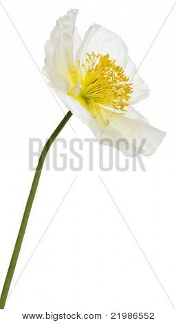 Bianco alpino papavero, Papaver alpinum, davanti a sfondo bianco