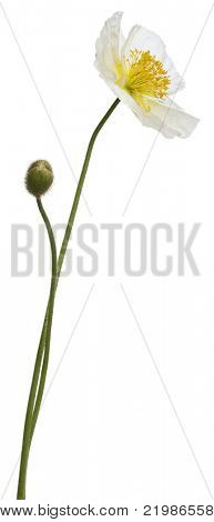 Bianco alpino papavero, Papaver alpinum, davanti a sfondo bianco