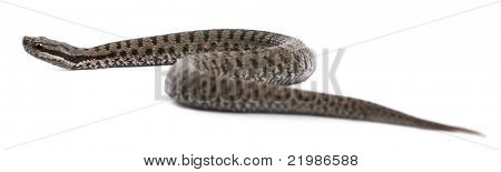 Общие европейские Гадюка или общих европейских viper, гадюка обыкновенная, живёт перед белый фон