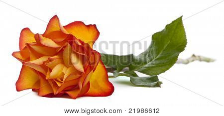 Rose Marie-Claire in front of white background