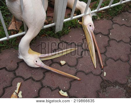 hungry pelicans eat bread thrown by zoo visitors