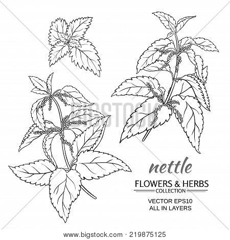 nettle plant vector set on white background