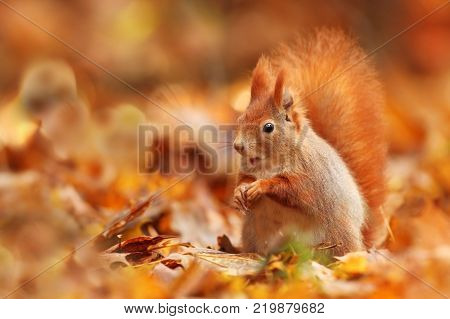 The squirrel was photographed in the Czech Republic. Squirrel is a medium-sized rodent. Inhabiting a wide territory ranging from Western Europe to Eastern Asia.Animal in the wild. Beautiful picture of a rusty squirrel. Squirrel sitting in a leaf. Small ma