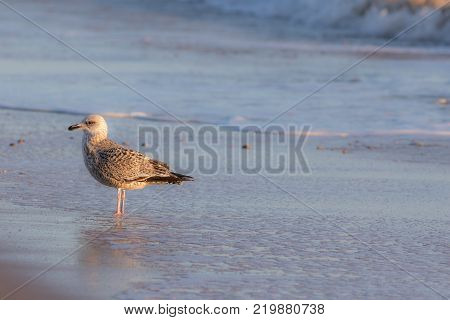 Winter coastal nature. Juvenile gull in winter plumage standing by the sea. Seagull by the shore. Serene tranquil wildlife image with copy space.