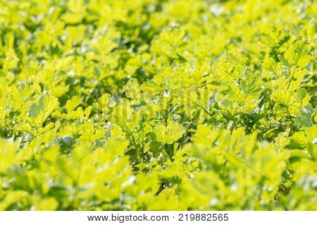 close up of a field of green leaves
