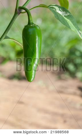 고추 아눔 (고추)