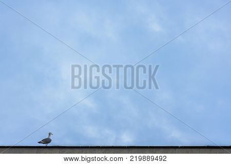 sea bird - grut, perched and sitting on the edge of a tall building in the city. a background of a beautiful and dramatic blue sky with white and gray clouds