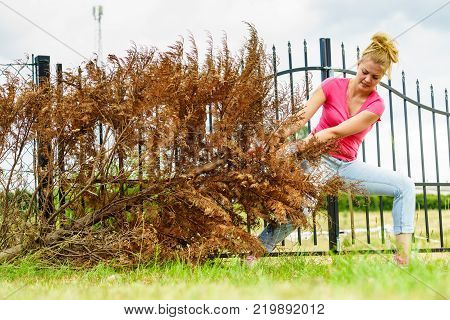 Woman Removing Dried Thuja Tree From Backyard