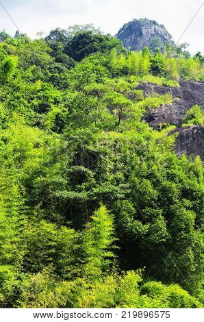 Trees and rocky cliffs lining the nine bend river or Jiuxi in Wuyishan or Mount wuyi scenic area in Wuyi China in fujian province