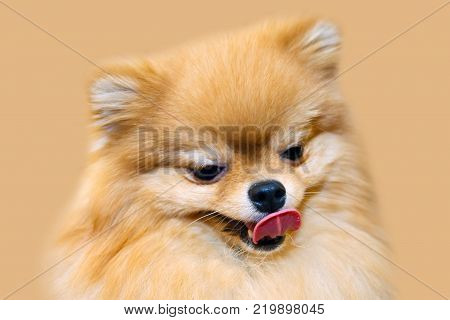 Yellow cute fluffy dog. Portrait of Spitz isolated. A pink tongue adorable doggy.